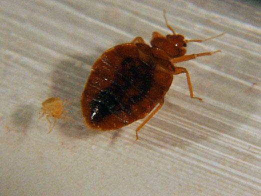 Kako da biste dobili osloboditi od bedbugs?