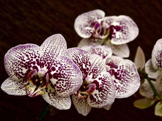 Kako se brinuti o phalaenopsis orhidejima?