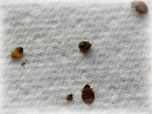 Zašto sanjamo o bedbugs?