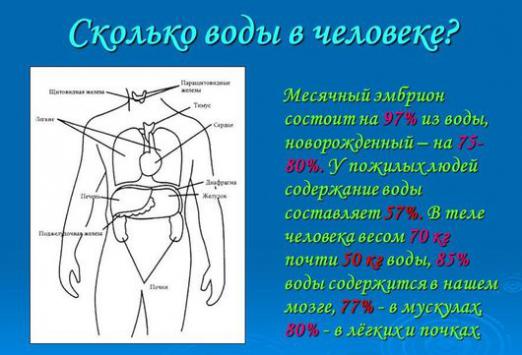 Koliko vode ima u nekoj osobi?