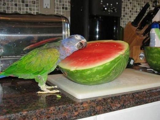 Što voli papiga?