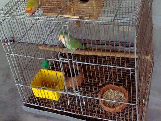 Kako napraviti kavez za papiga?