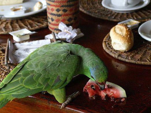 Kakvo voće mogu papagaj?