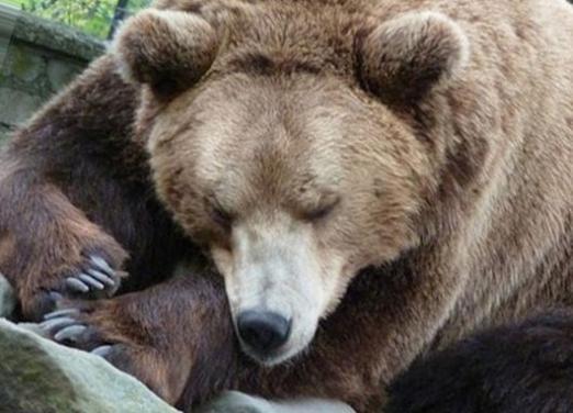 Zašto medvjedi spavaju zimi?