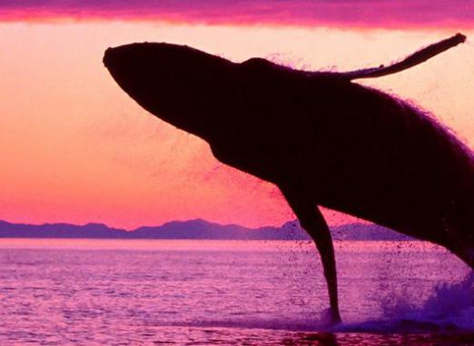Koliko teži kit?